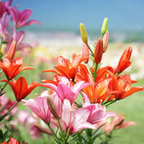 2026 Consider the Lilies of the Field Advent Calendar