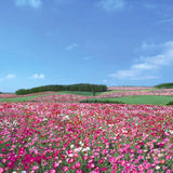 2026 Consider the Lilies of the Field Advent Calendar