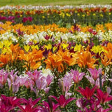 2026 Consider the Lilies of the Field Advent Calendar