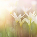 2026 Consider the Lilies of the Field Advent Calendar