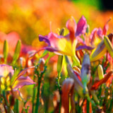 2026 Consider the Lilies of the Field Advent Calendar