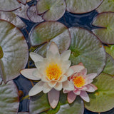 2026 Consider the Lilies of the Field Advent Calendar