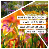 2026 Consider the Lilies of the Field Advent Calendar